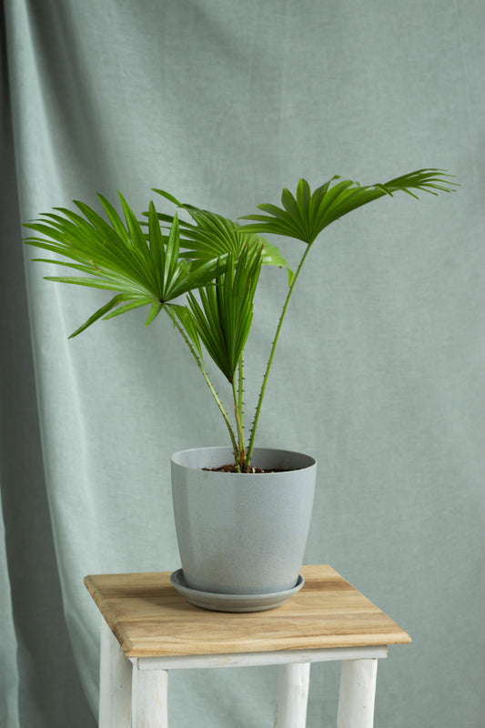 Chinese Fan Palm