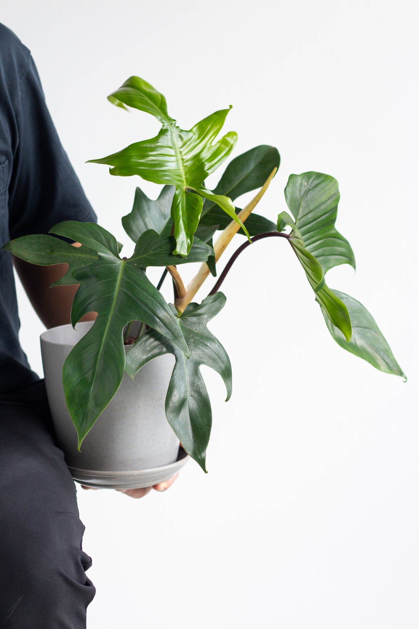 florida philodendron Philodendron Florida Green – Bloomspace