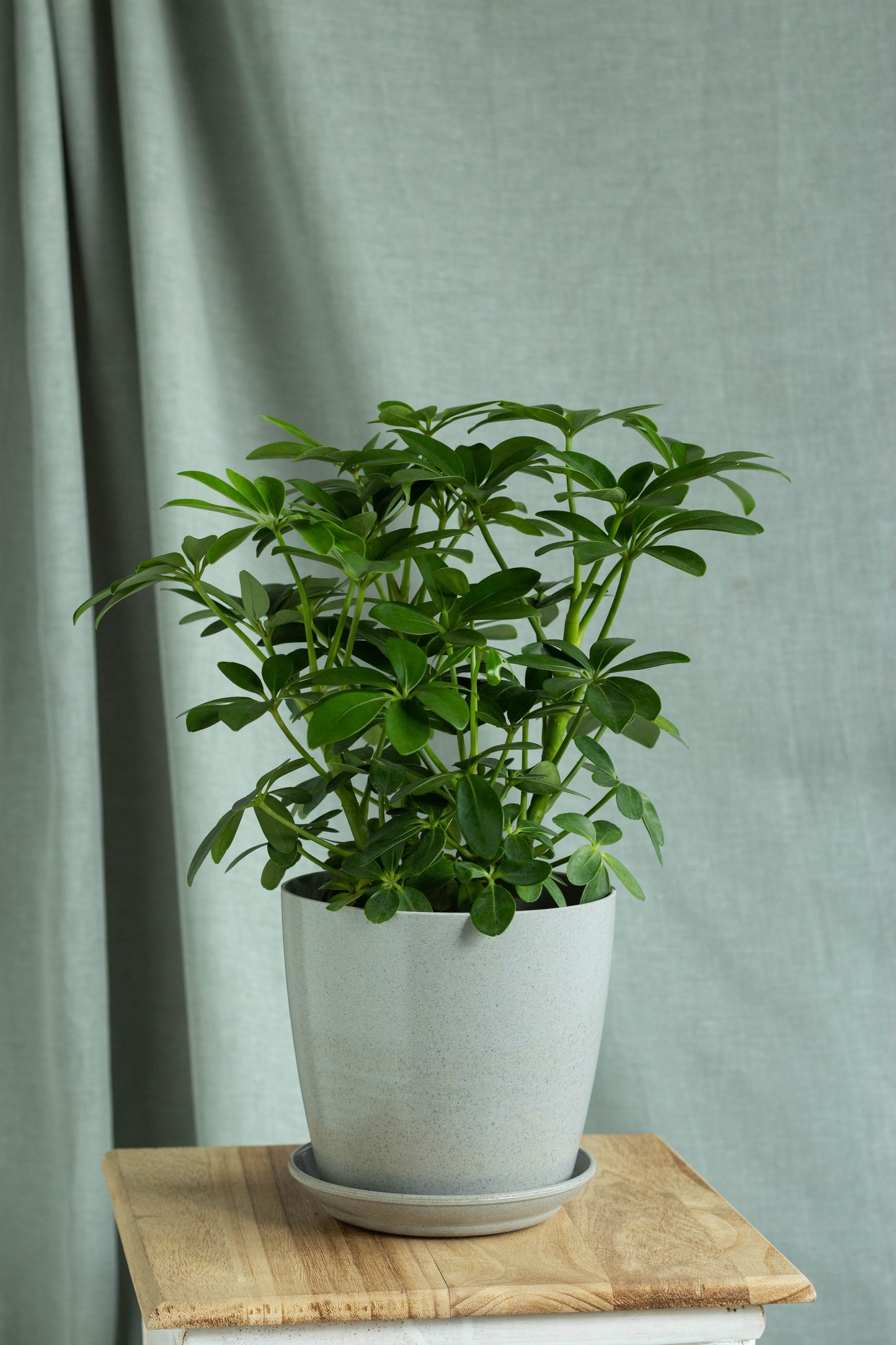 umbrella plant pot size Umbrella Tree – Bloomspace