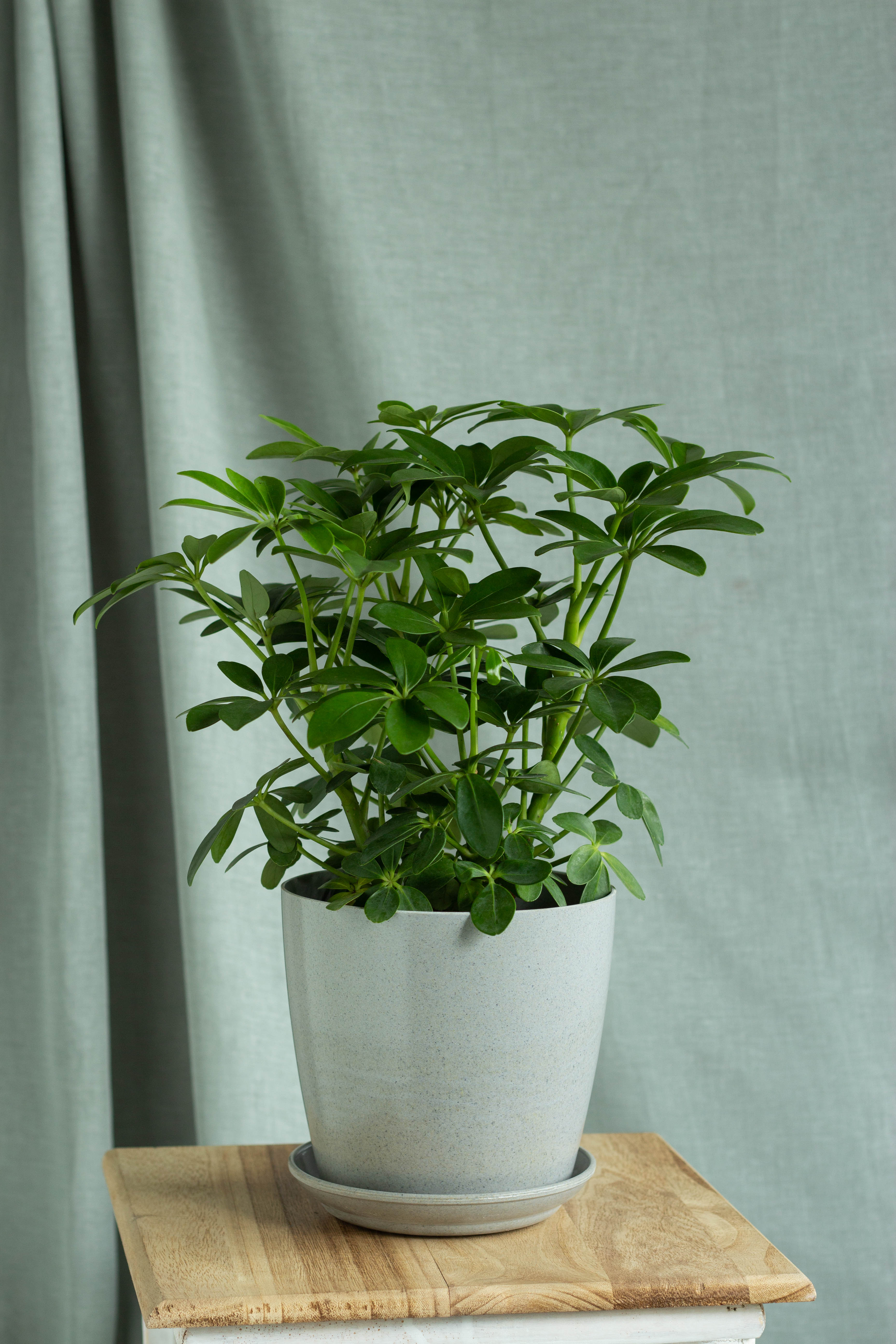 Umbrella Tree – Bloomspace