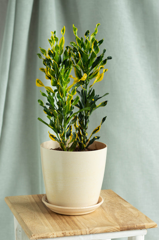 Croton Yellow Banana