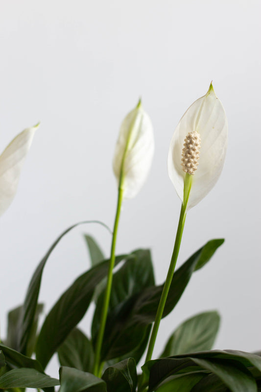 Peace Lily