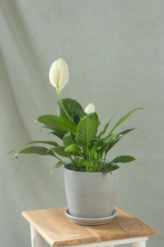 Peace Lily