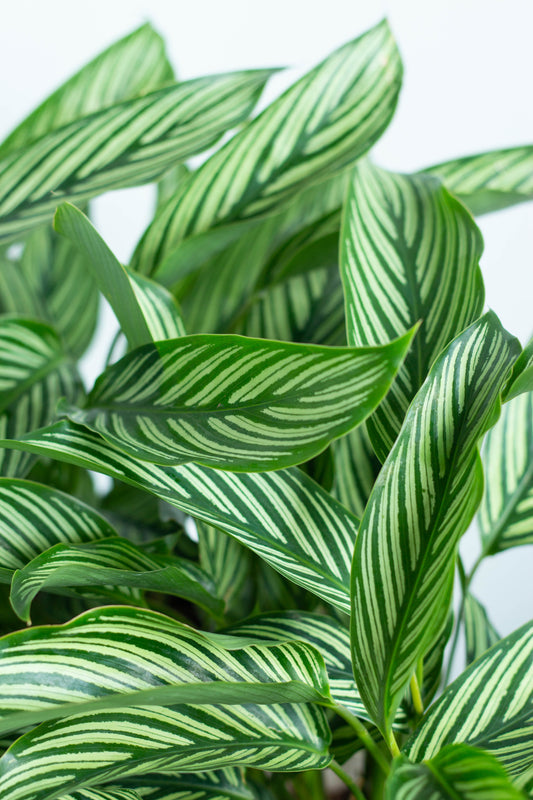 Calathea White Line