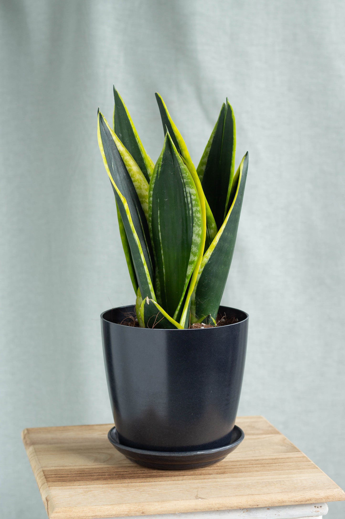 vigoro sansevieria laurentii Sansevieria Laurentii King – Bloomspace