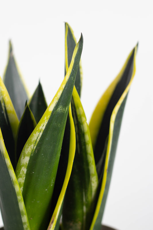 Sansevieria Laurentii King