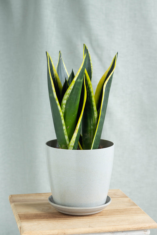 Sansevieria Laurentii King