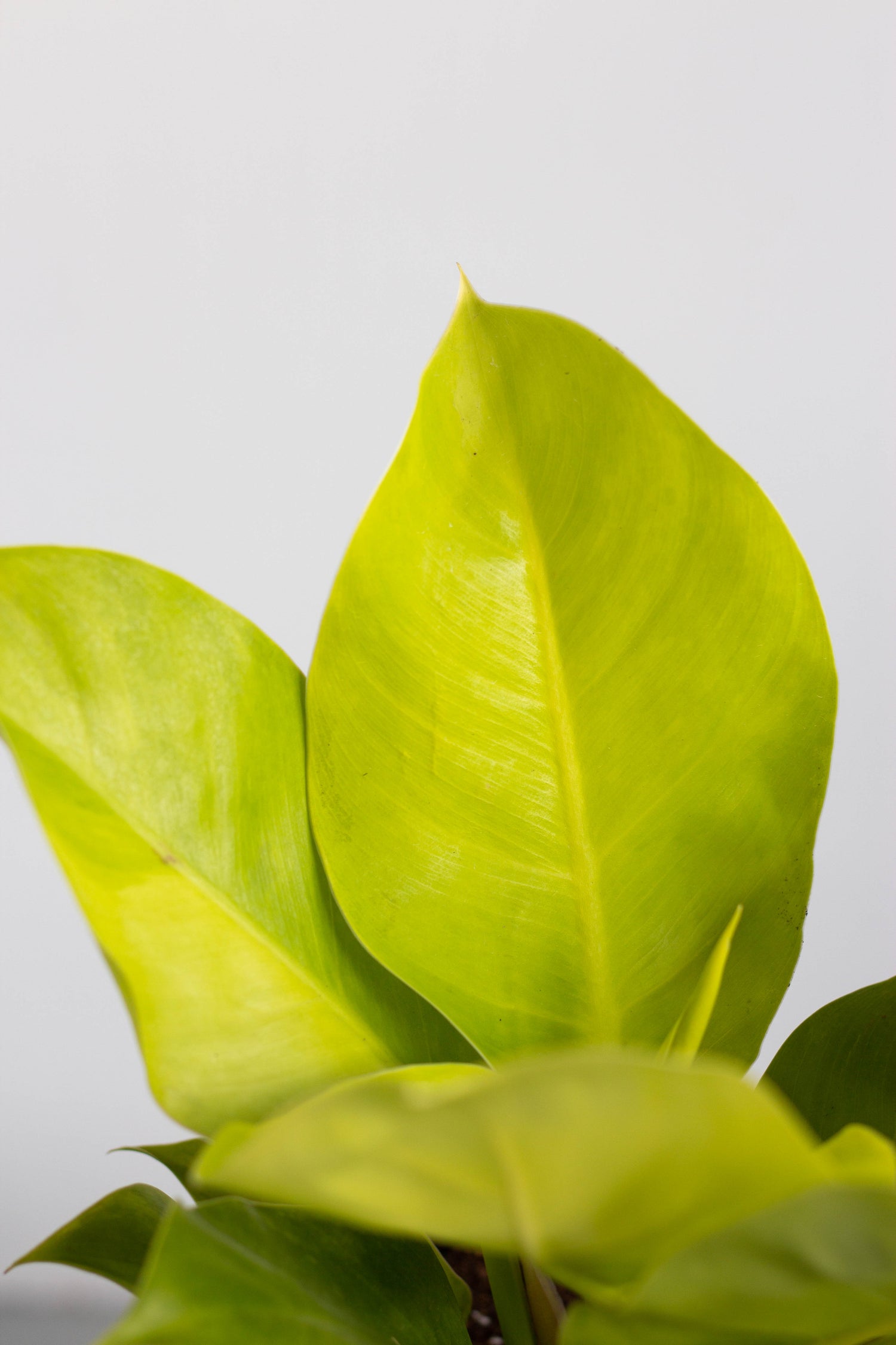 lemon lime philodendron vs moonlight philodendron Philodendron Moonlight – Bloomspace