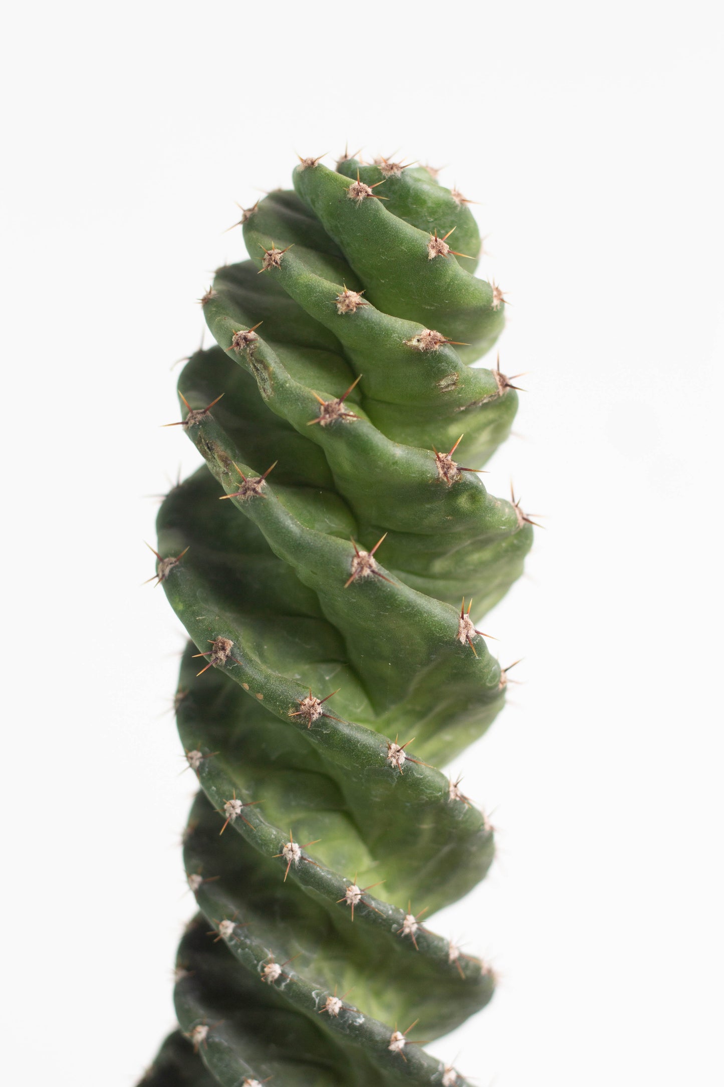 Twisted Cactus