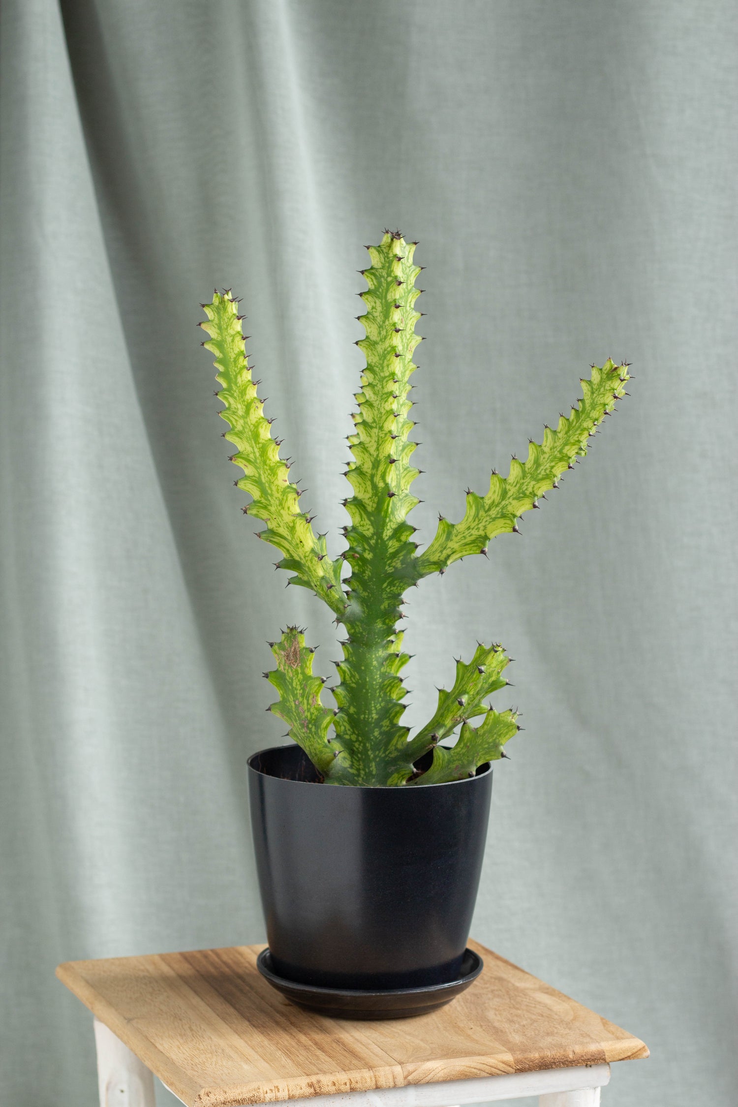 milk plant succulent African Milk Tree – Bloomspace
