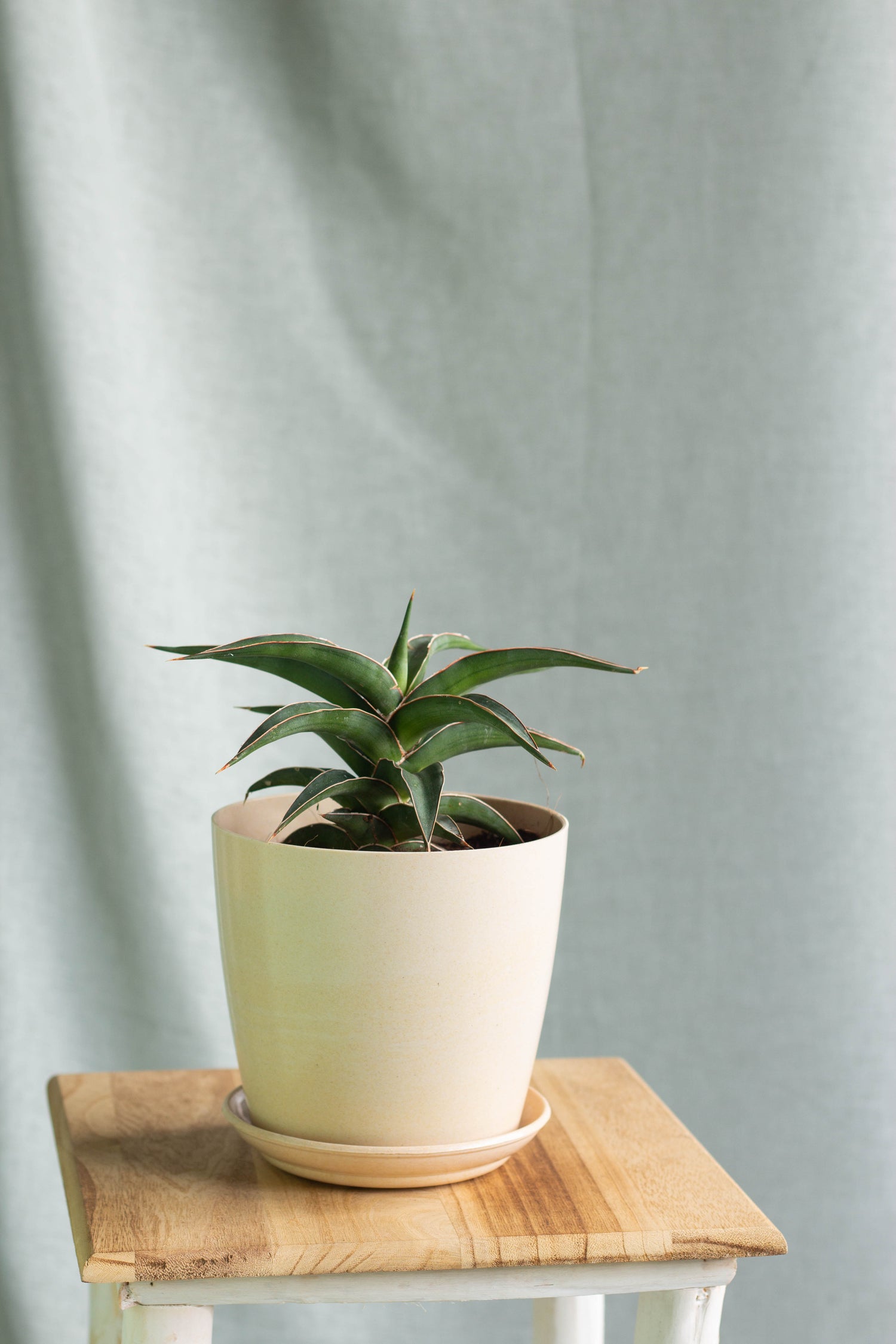 samurai sansevieria care Sansevieria Samurai – Bloomspace