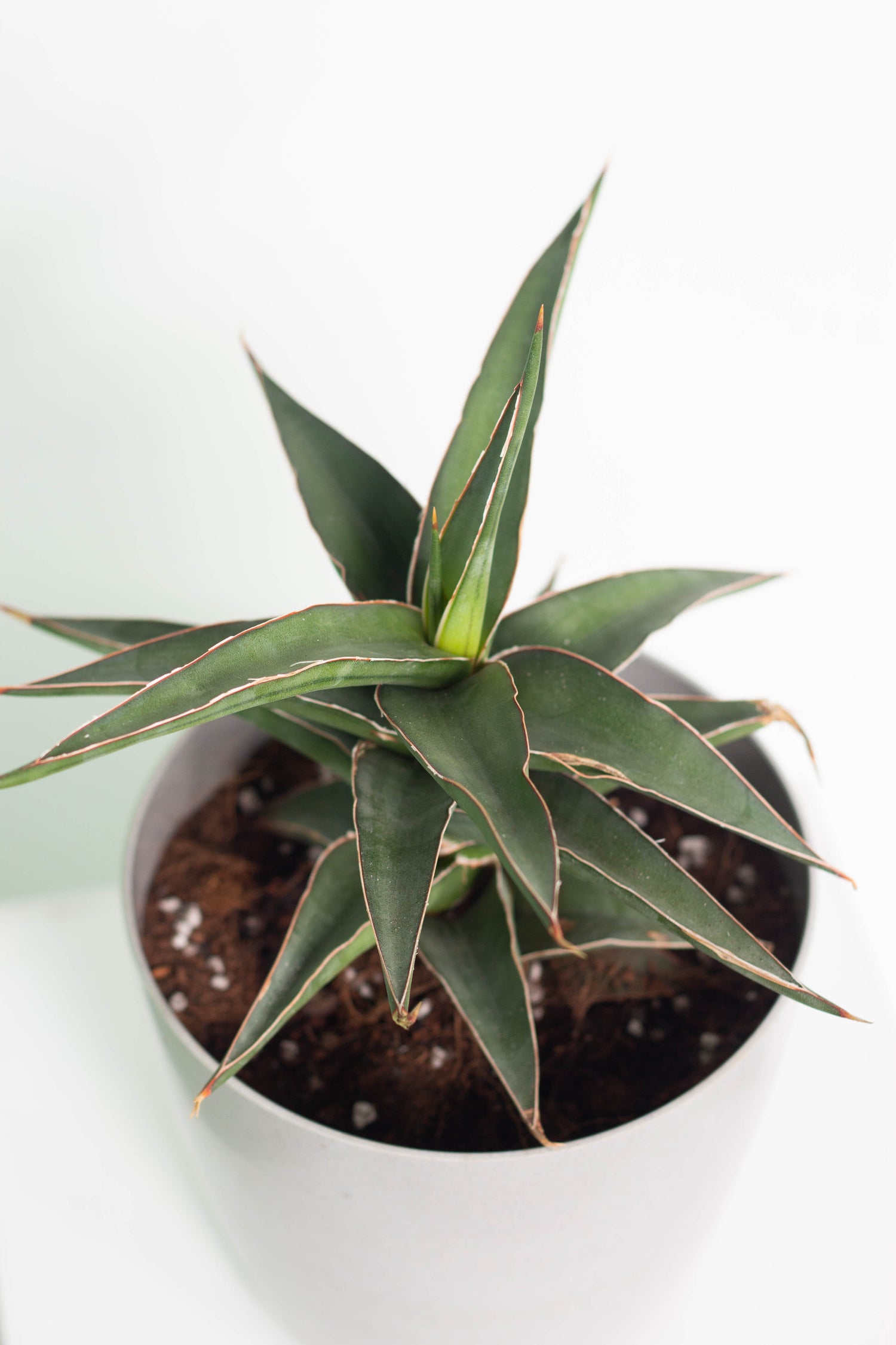 samurai sansevieria Sansevieria Samurai – Bloomspace
