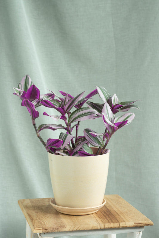 Tradescantia Nanouk