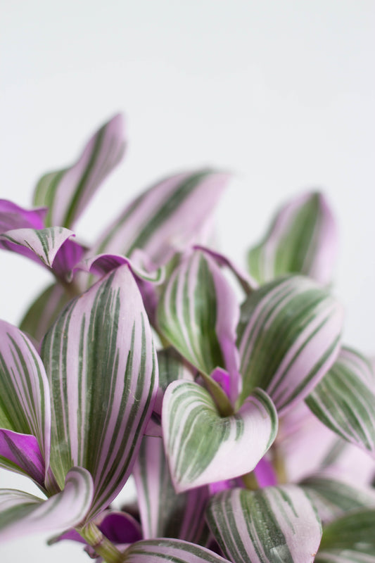 Tradescantia Nanouk