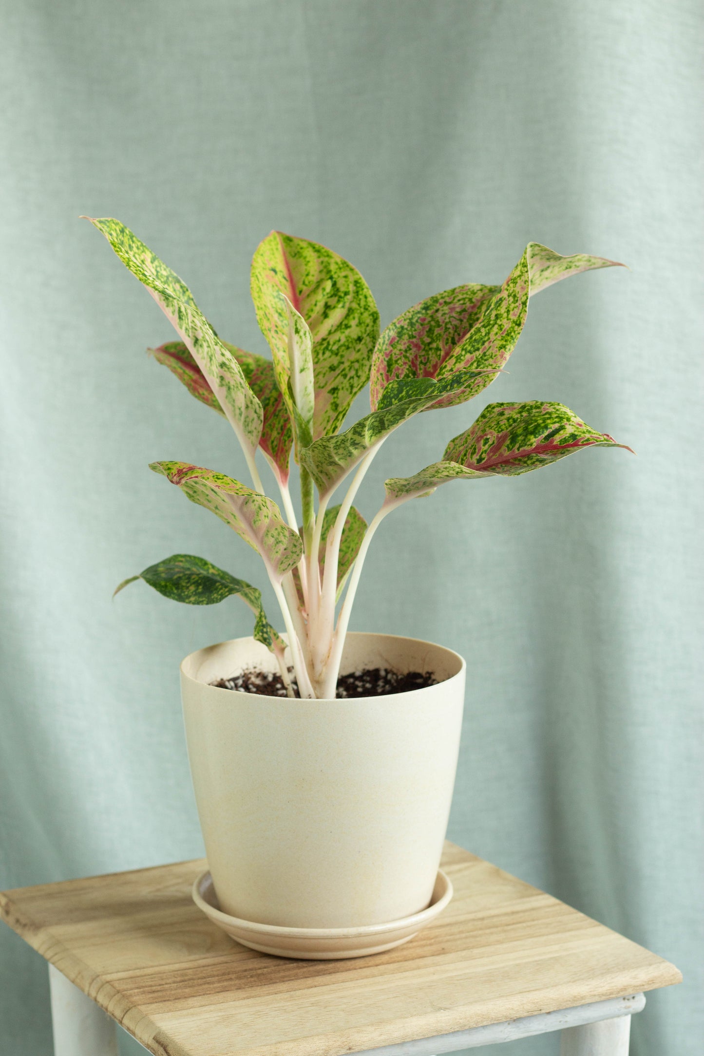 aglaonema papaya golden Aglaonema Golden Papaya – Bloomspace