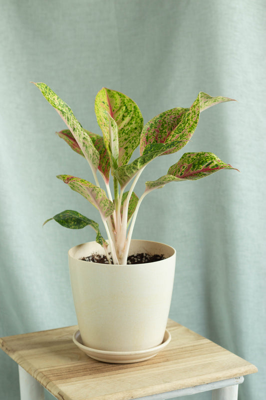 Aglaonema Golden Papaya