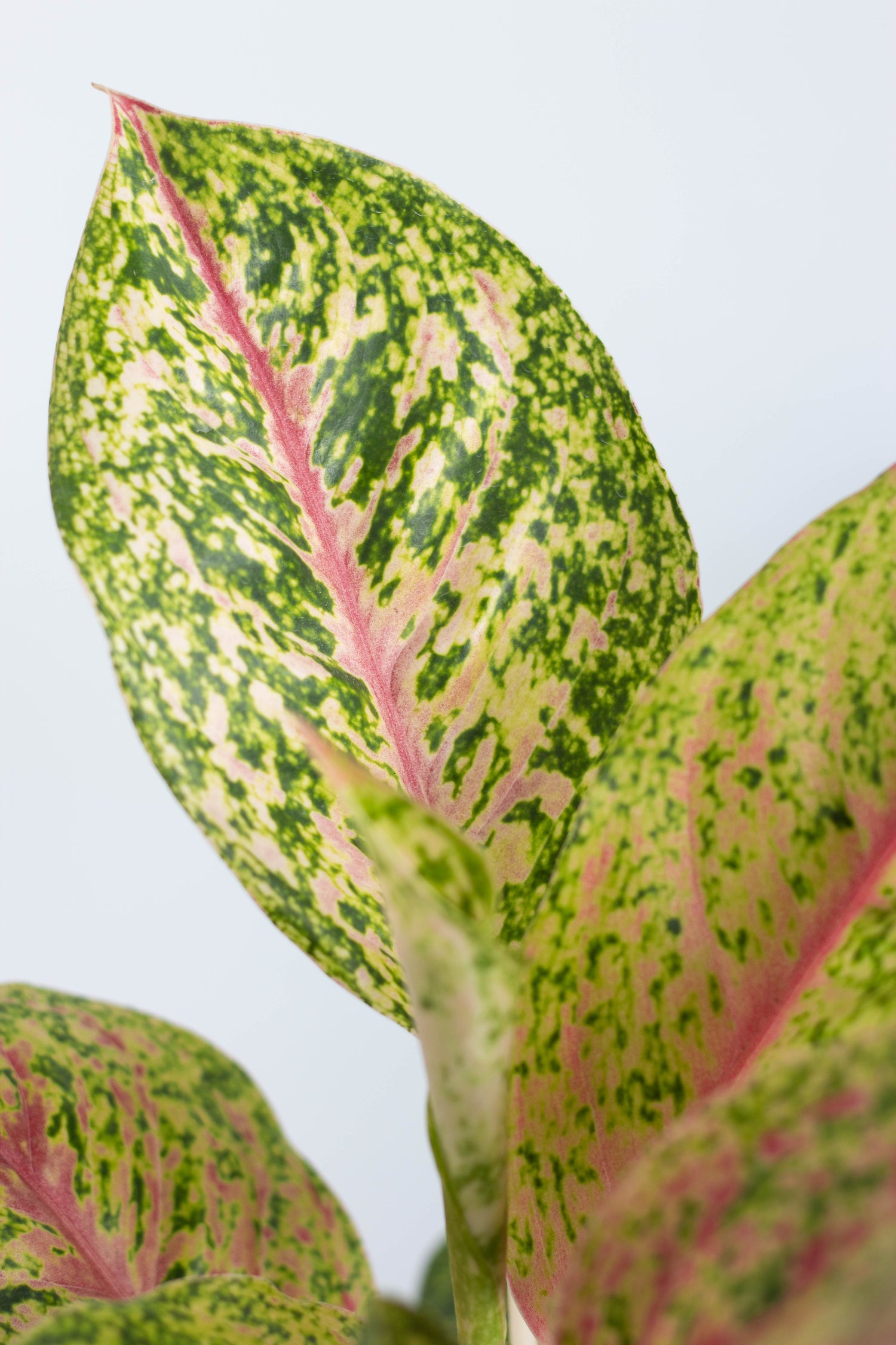 aglaonema papaya Aglaonema Golden Papaya – Bloomspace