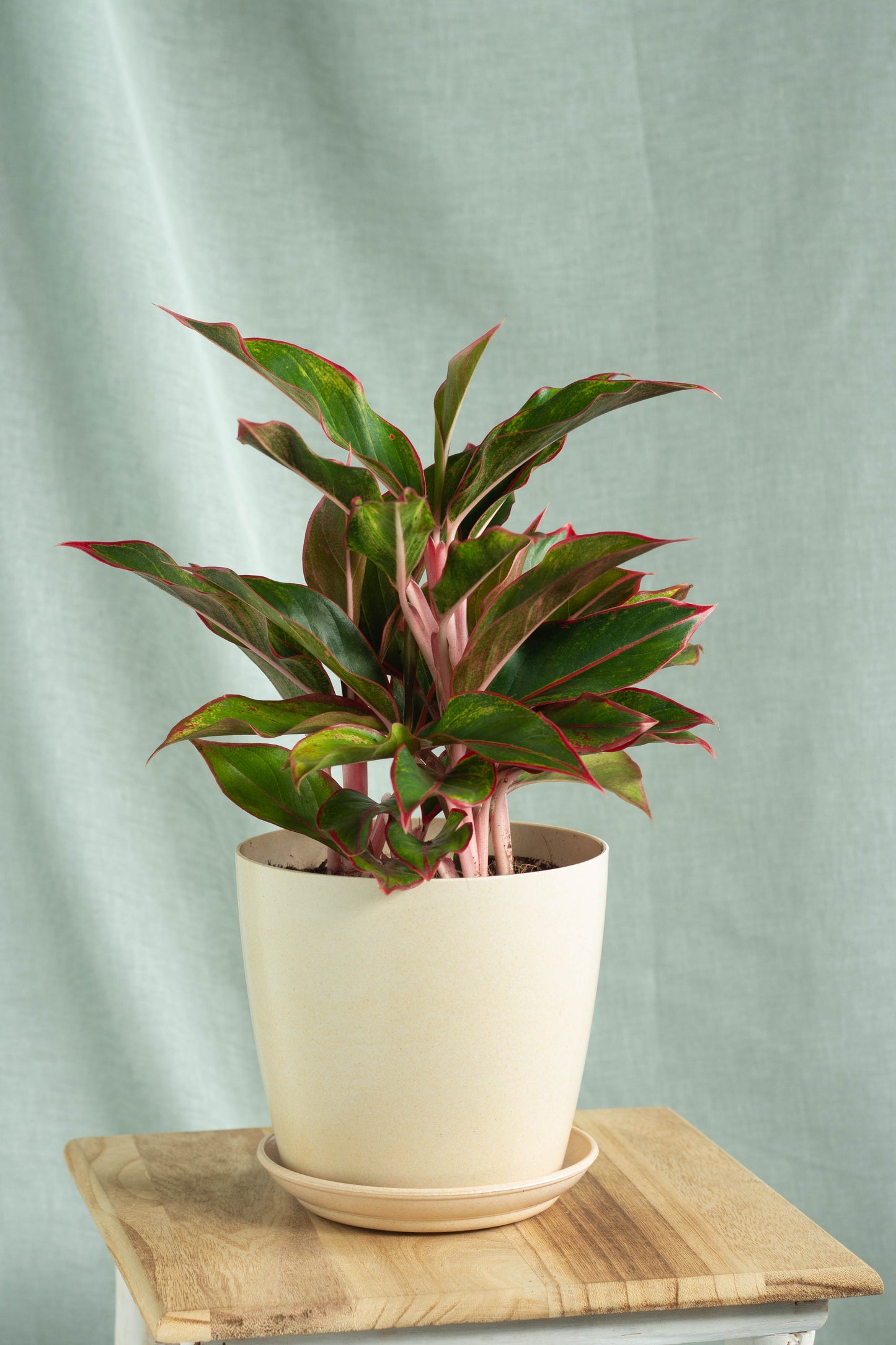 aglaonema siam aurora plant Aglaonema Siam Aurora – Bloomspace