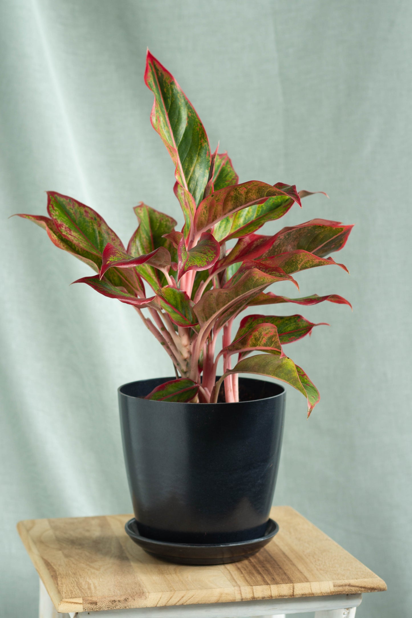 aglaonema siam aurora aglaonema lipstick - plant Aglaonema Siam Aurora – Bloomspace