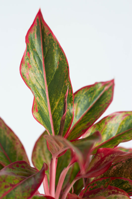 Aglaonema Aurora Set