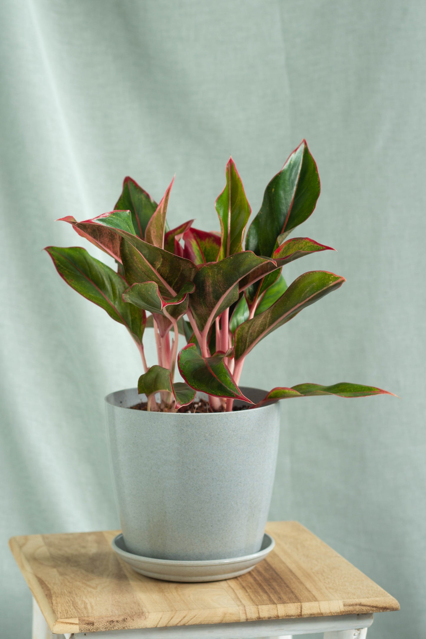 aglaonema siam dwell Aglaonema Siam Aurora – Bloomspace