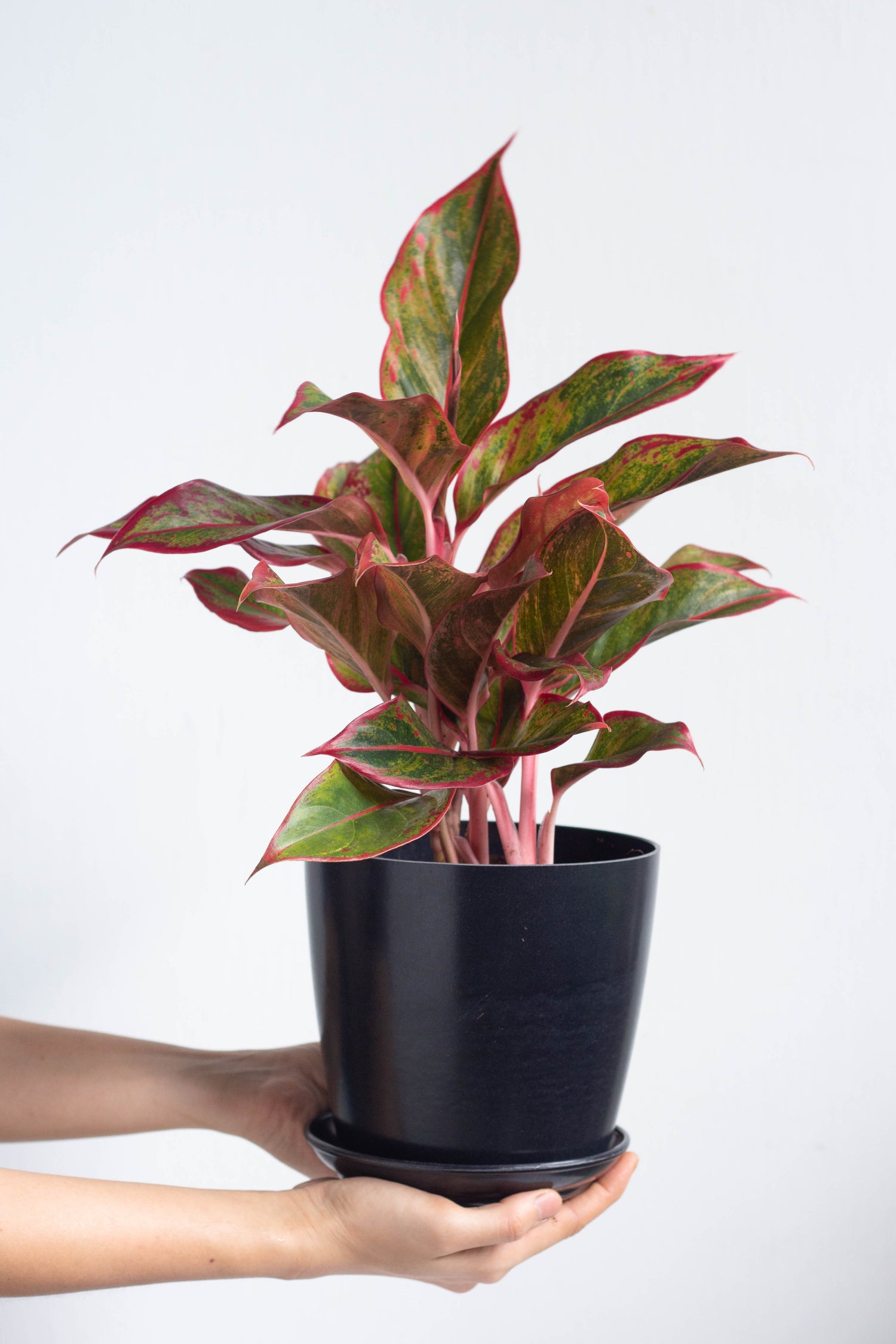 aglaonema koh samui Aglaonema Siam Aurora – Bloomspace