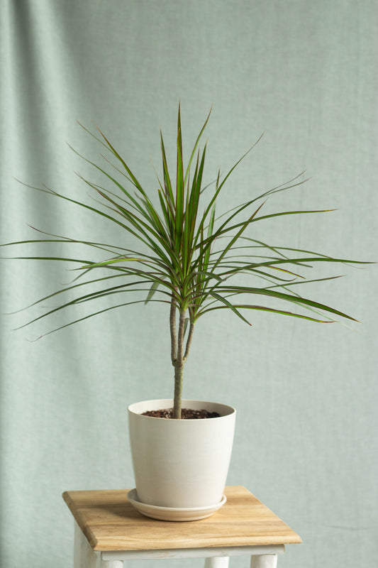 Dracaena Marginata