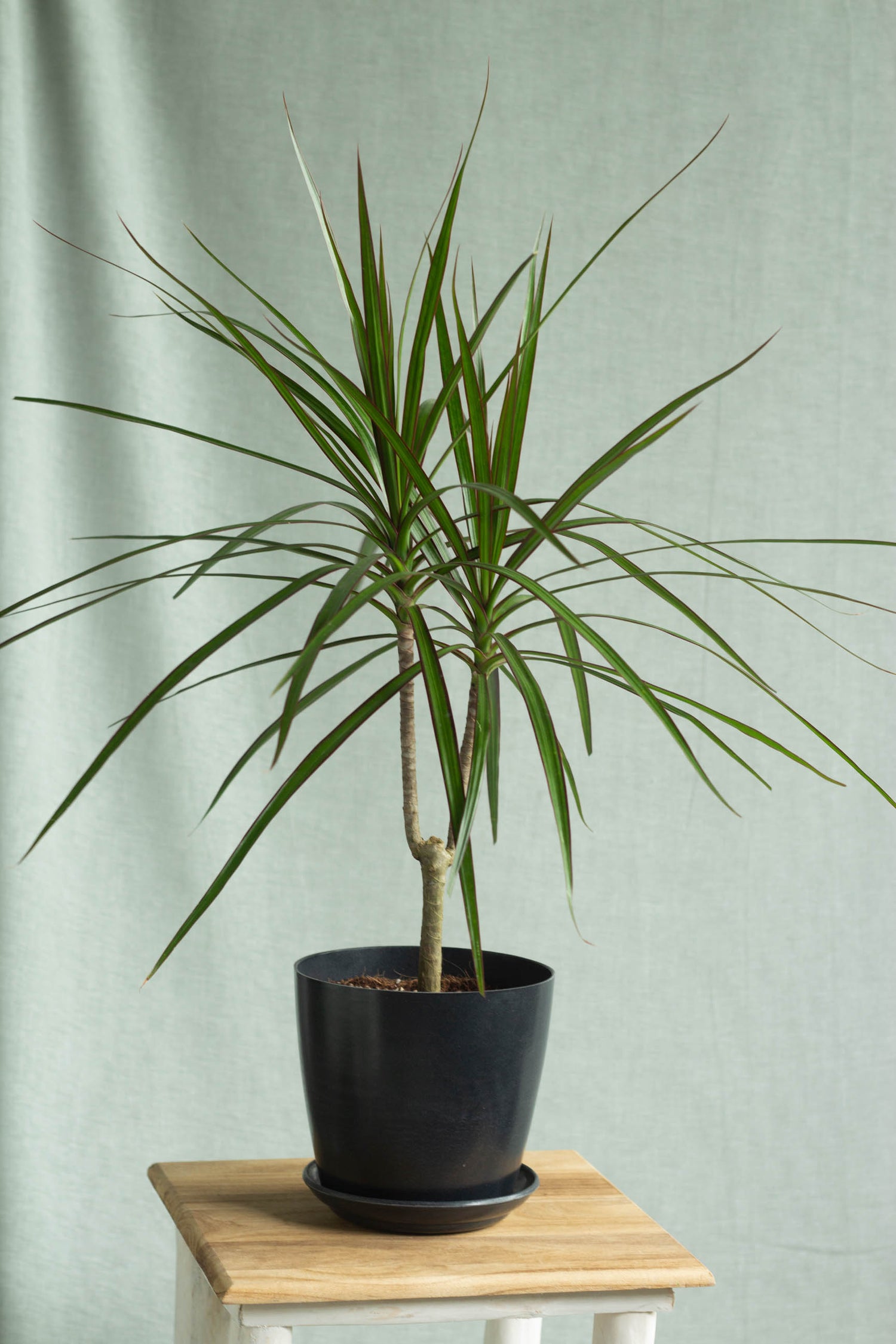 mini dracaena marginata Dracaena Marginata – Bloomspace