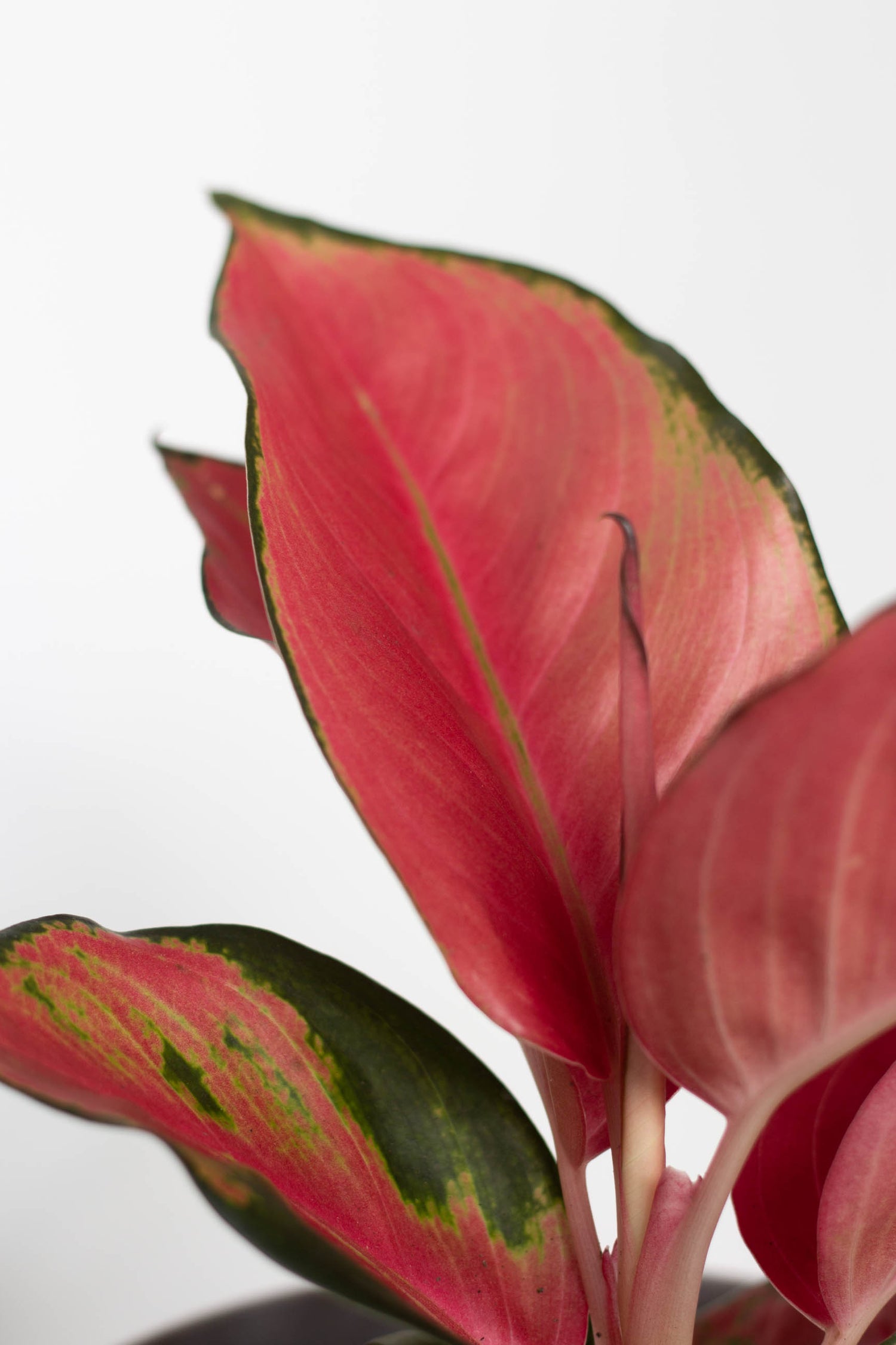 Closeup-Aglaonema China Red
