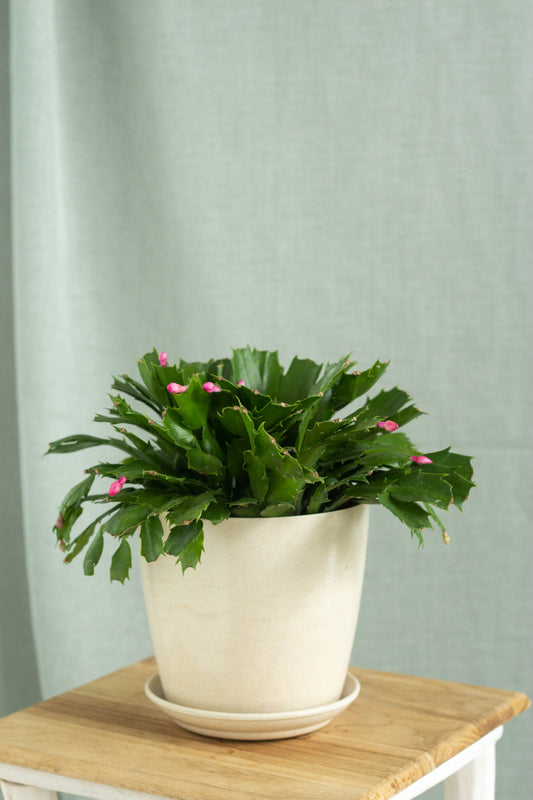 Christmas Cactus