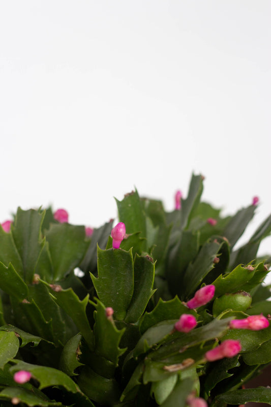 Christmas Cactus