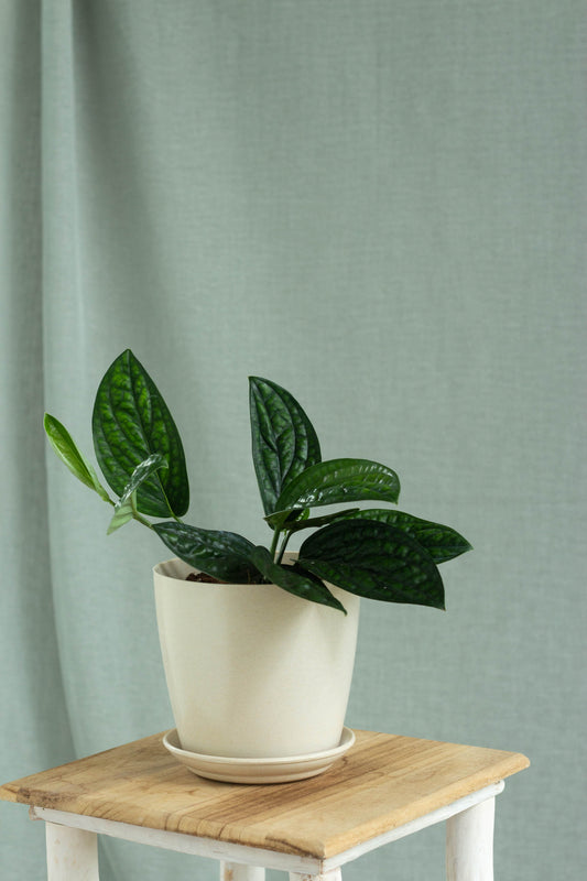 Monstera Peru