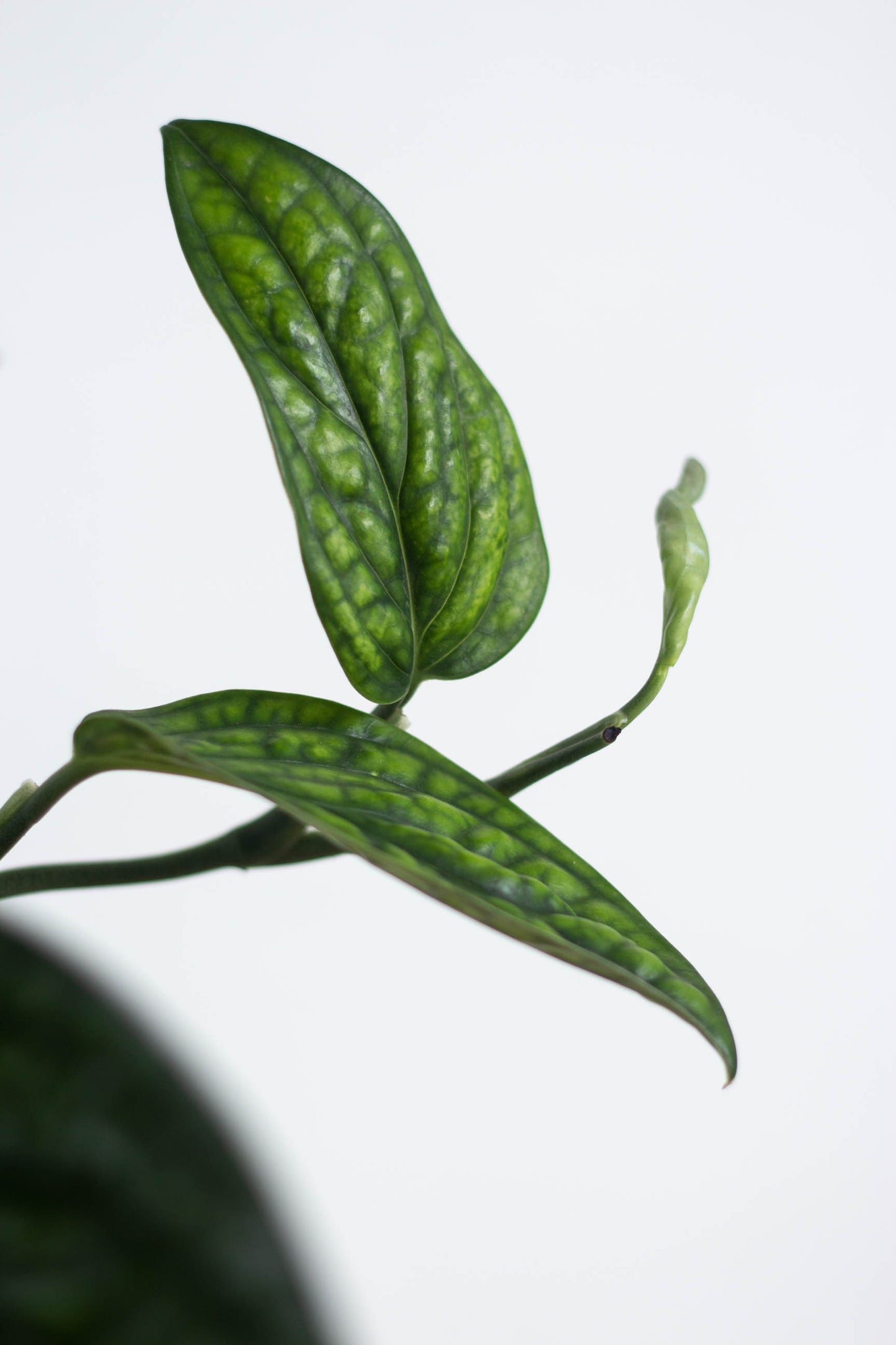 monstera peru full grown Monstera Peru – Bloomspace