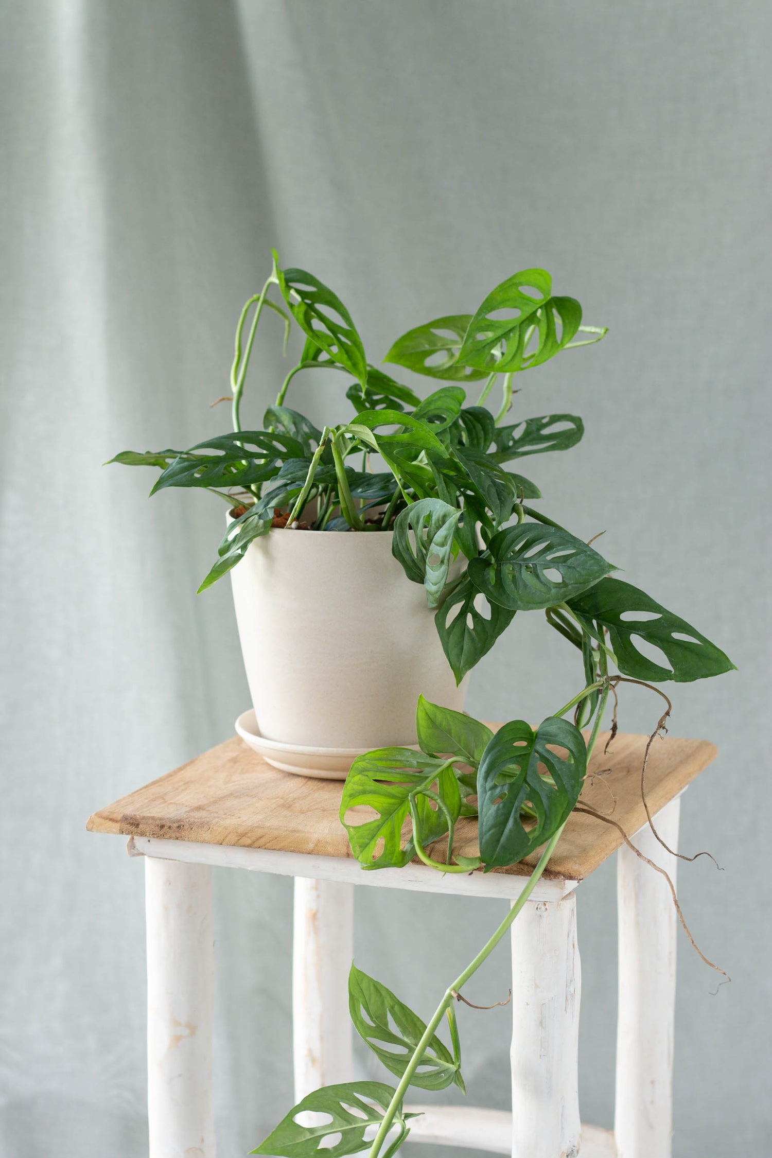 monstera cuminata Monstera Acuminata – Bloomspace