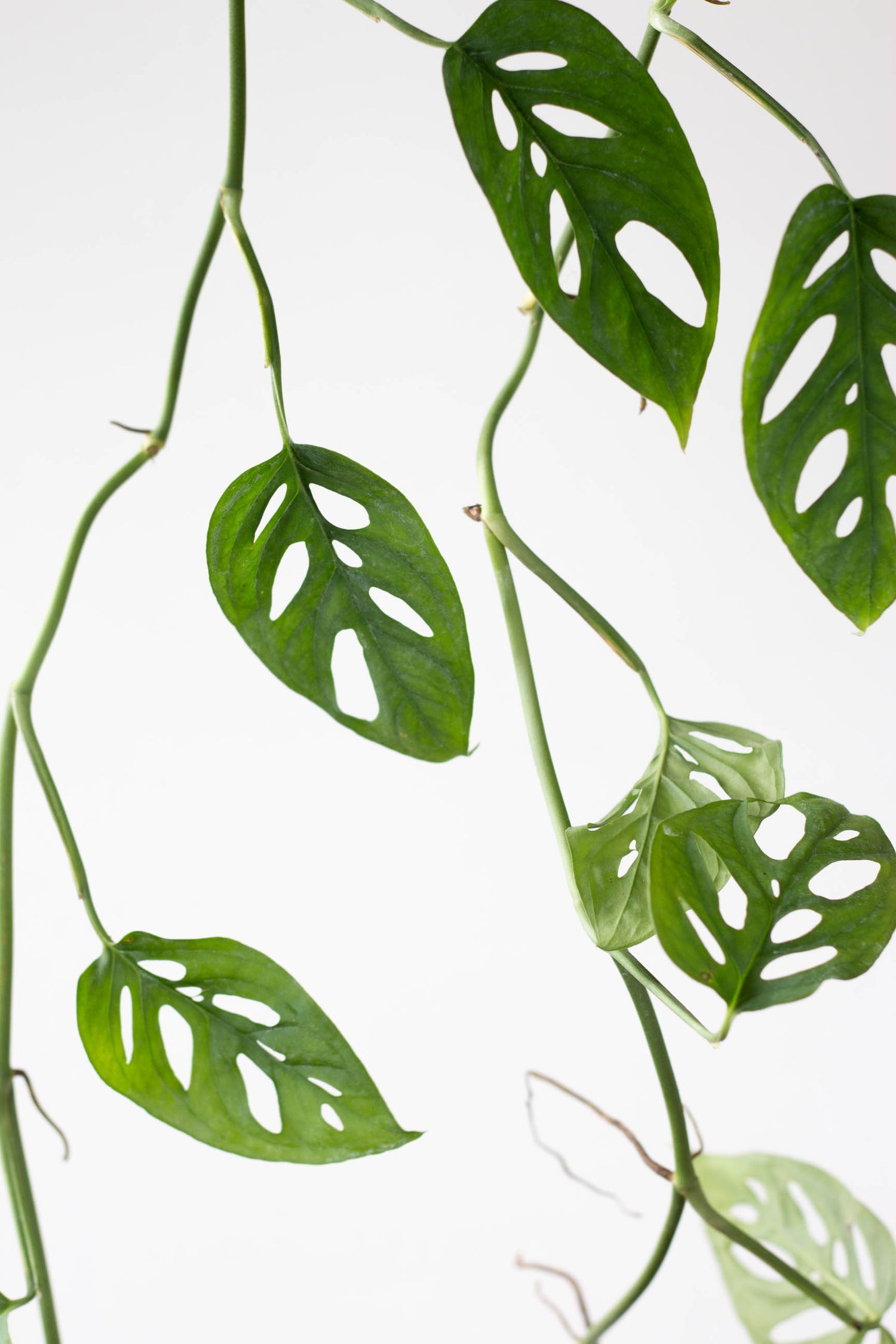 monstera adansonii acuminata Monstera Acuminata – Bloomspace