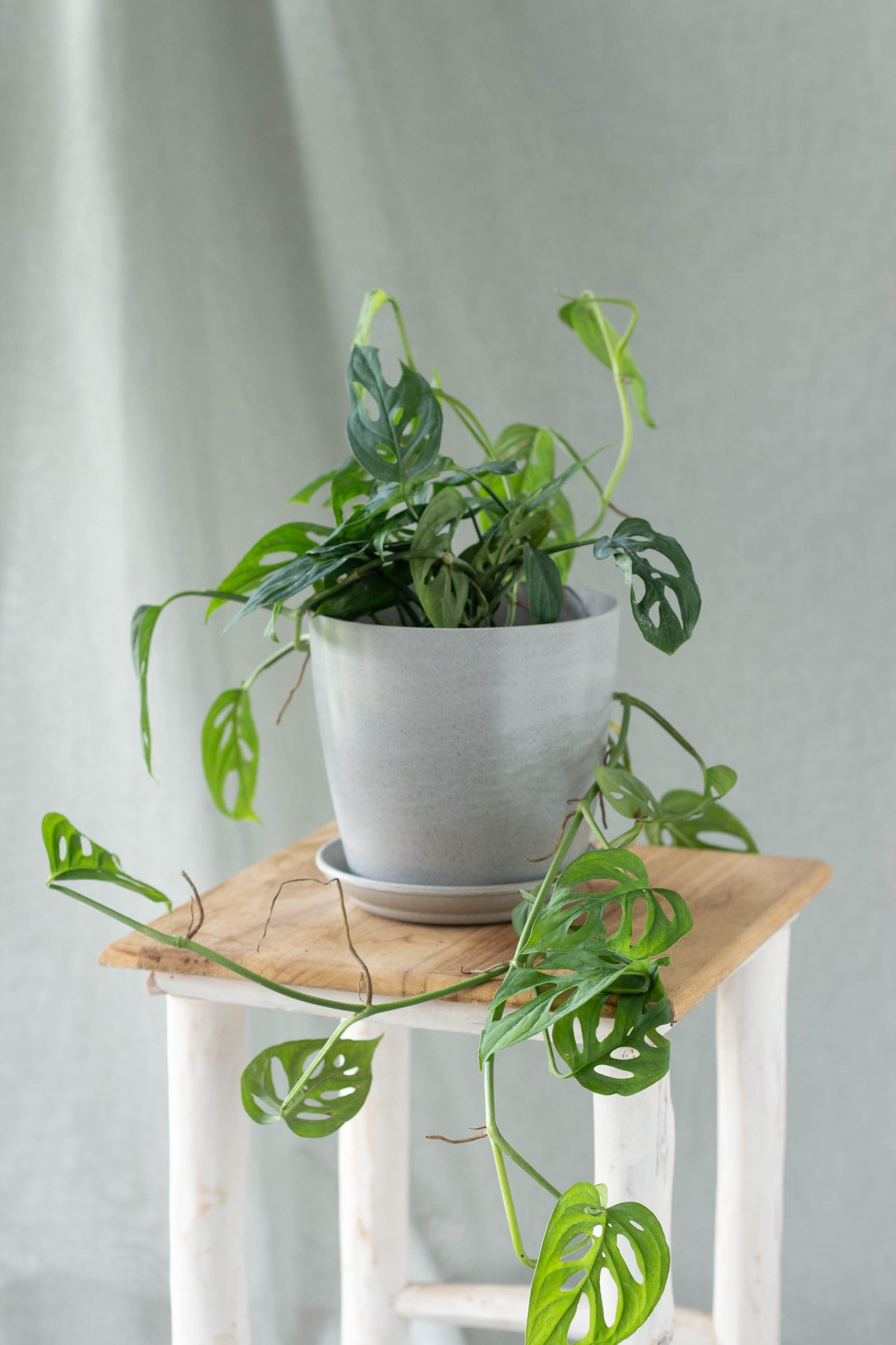 monstera adansonii acuminata Monstera Acuminata – Bloomspace