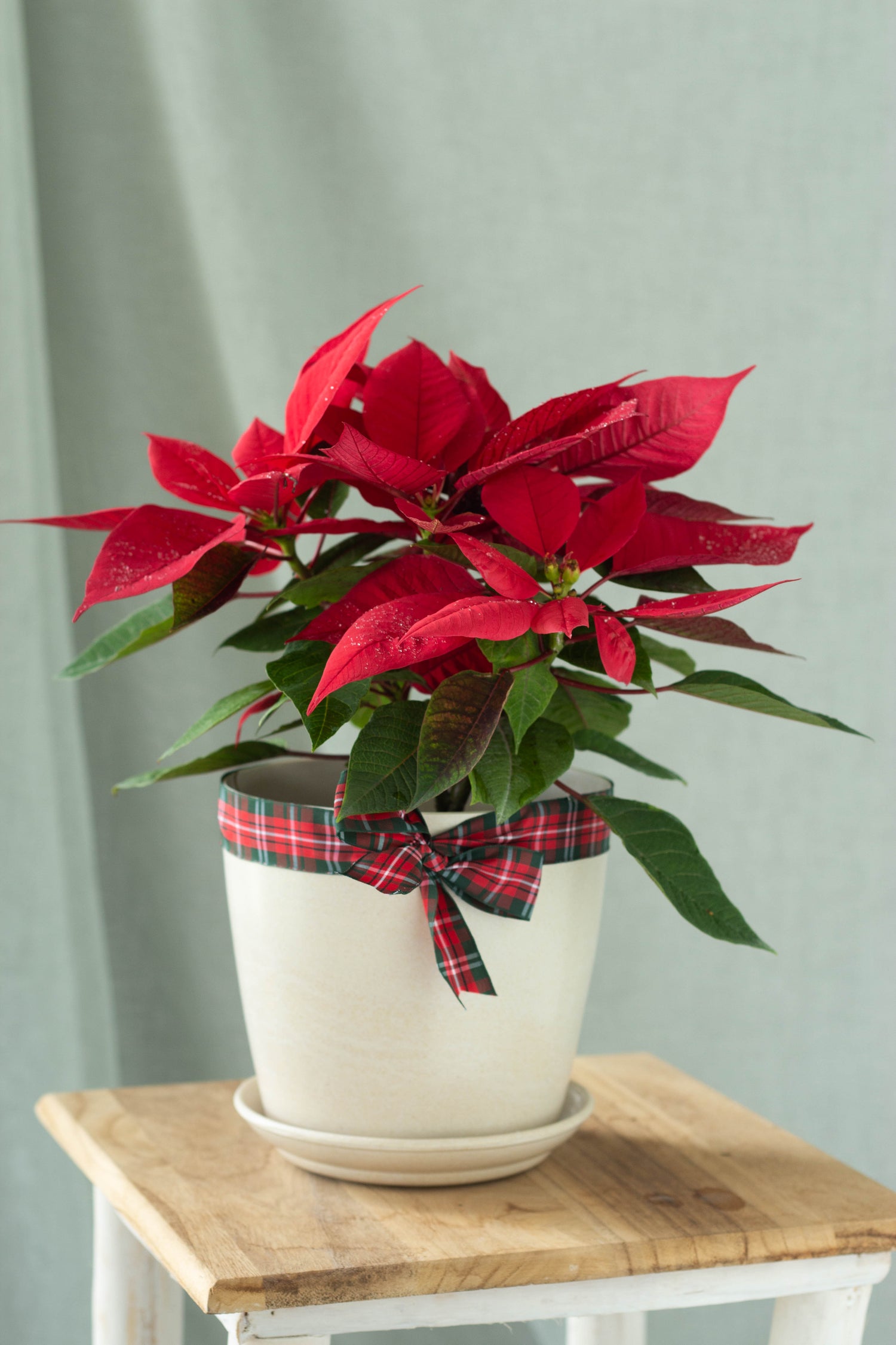 poinsettia plant pot Red Poinsettia – Bloomspace