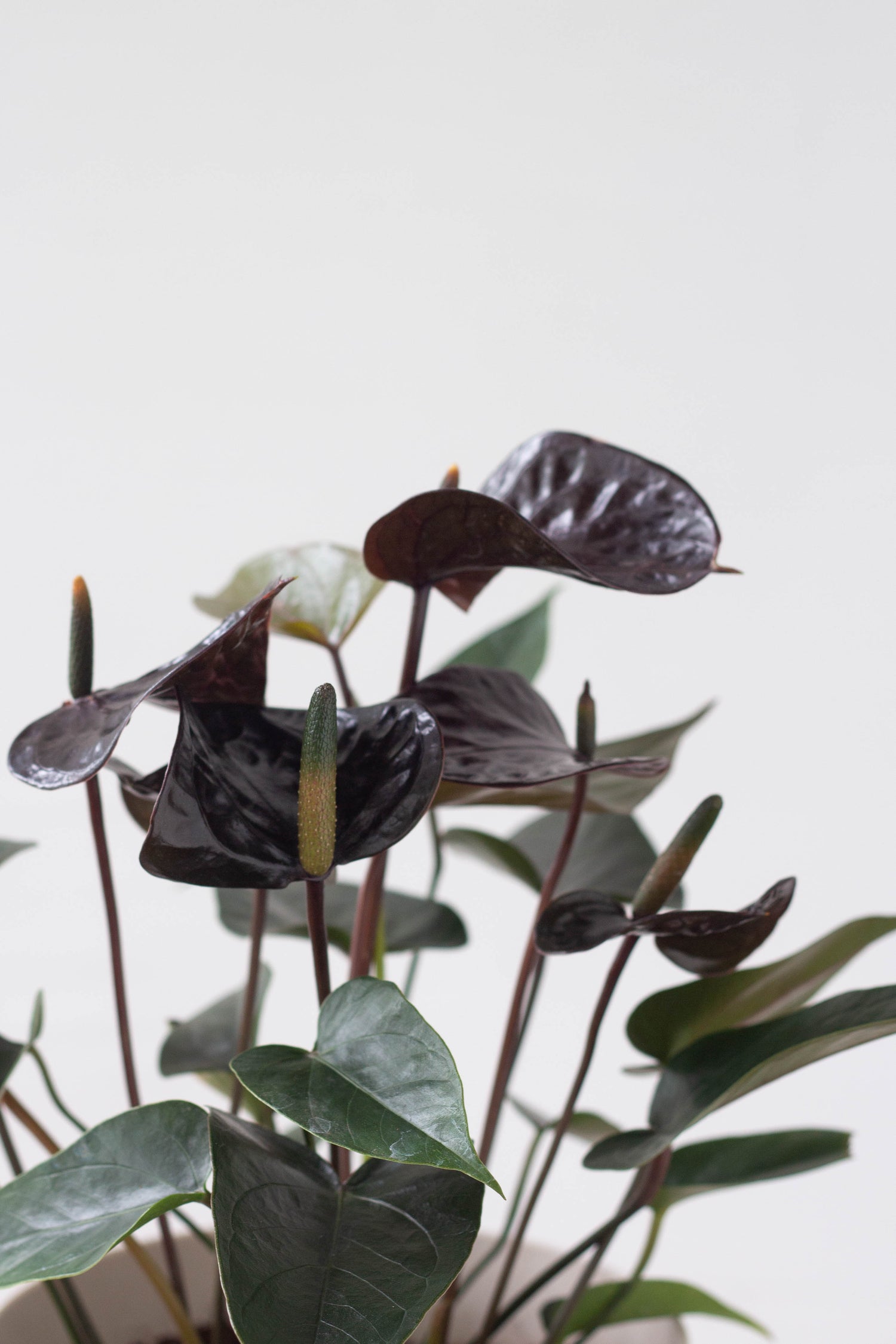 black anthurium Anthurium Black Love – Bloomspace