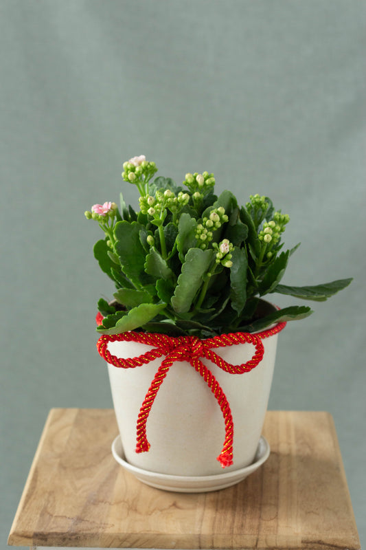 Kalanchoe