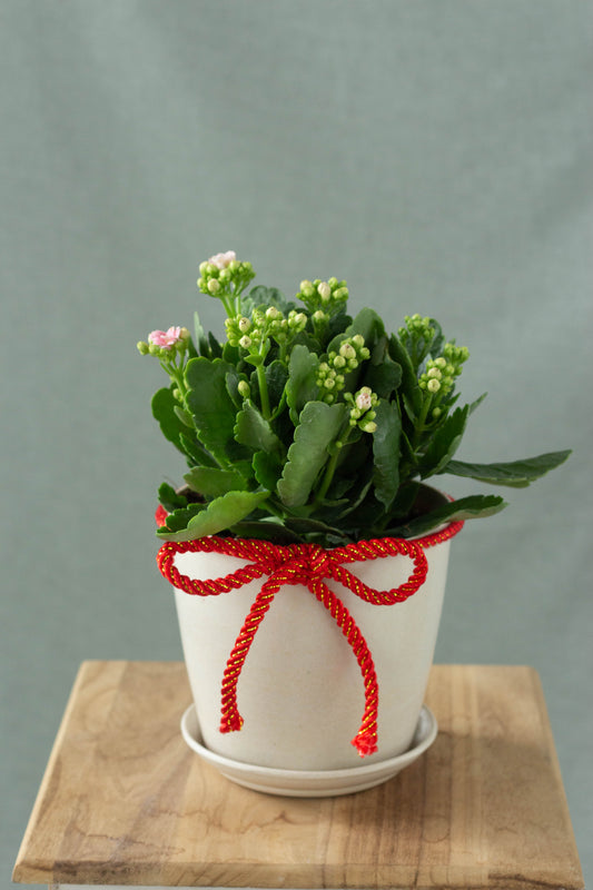 Kalanchoe
