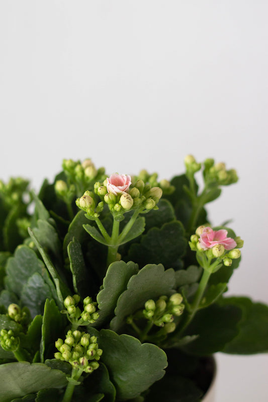 Kalanchoe
