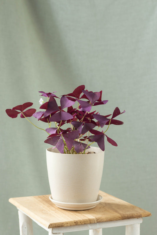 Oxalis Triangularis