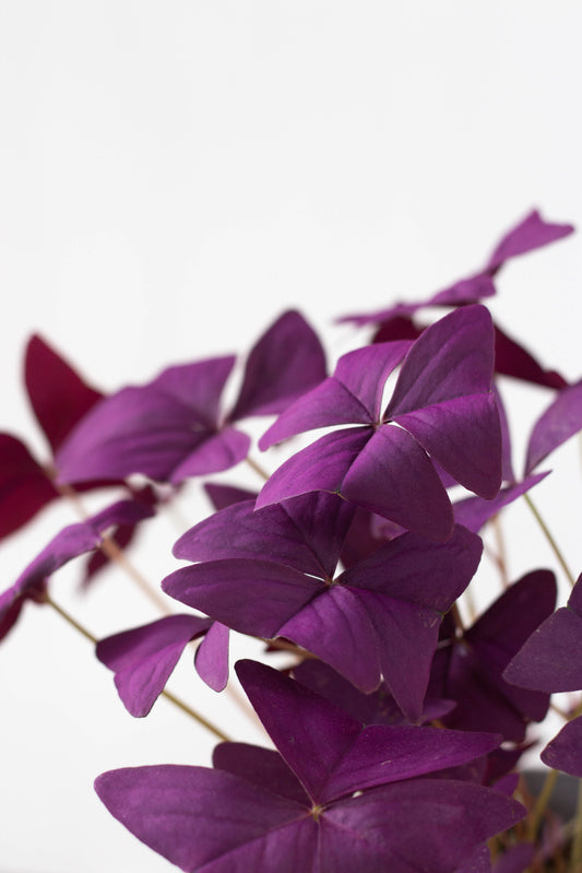 Oxalis Triangularis