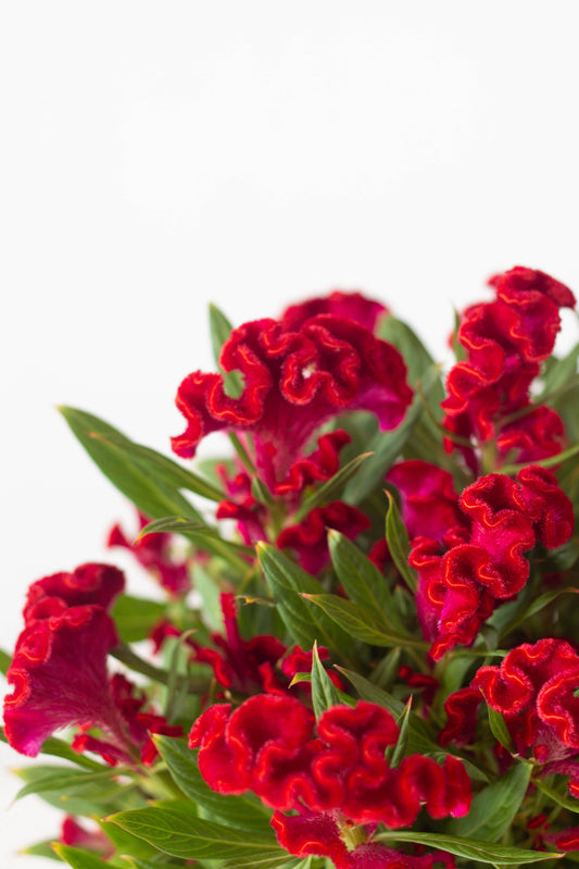 Cockscomb Flower