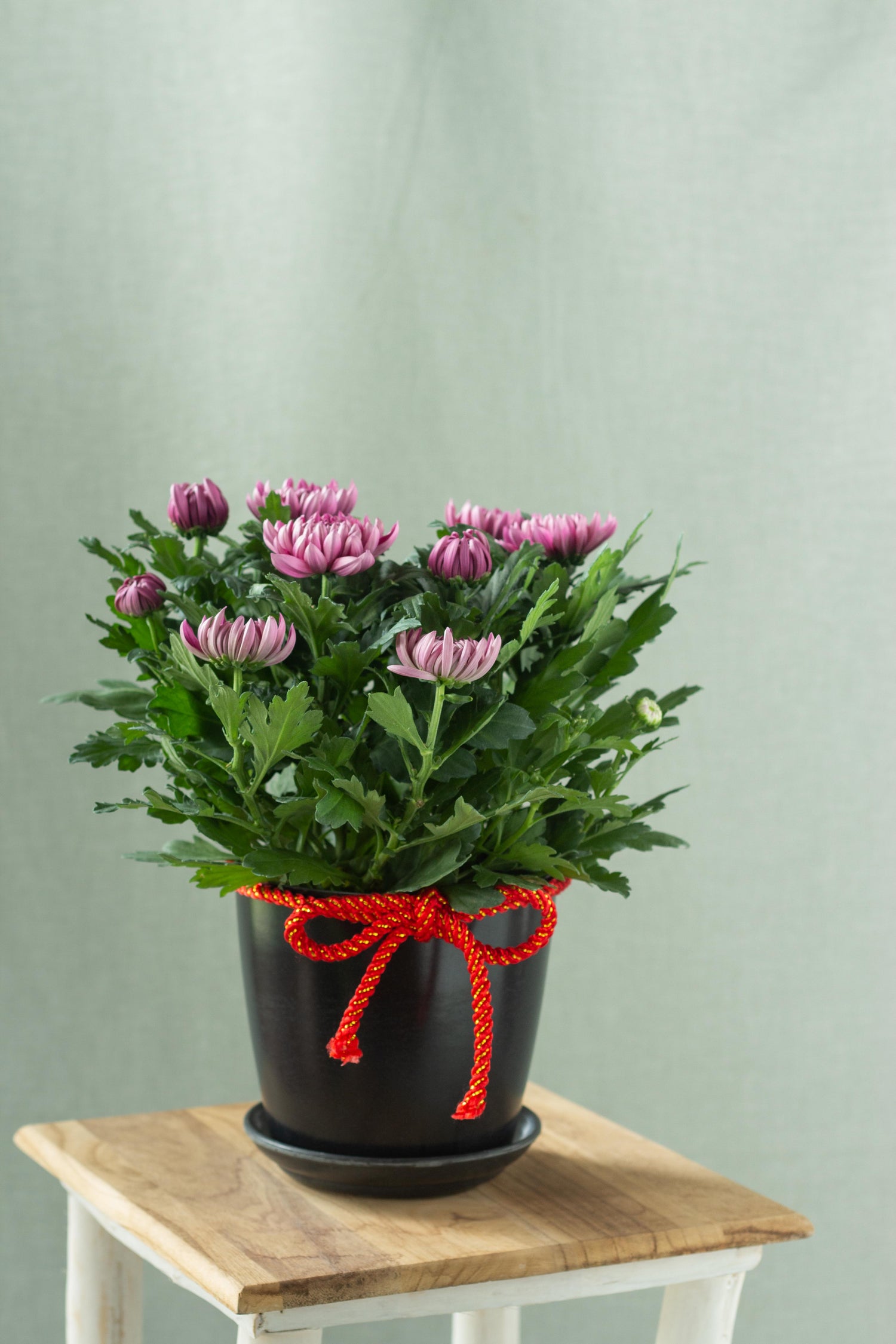 chrysanthemum plant indoor Chrysanthemum – Bloomspace