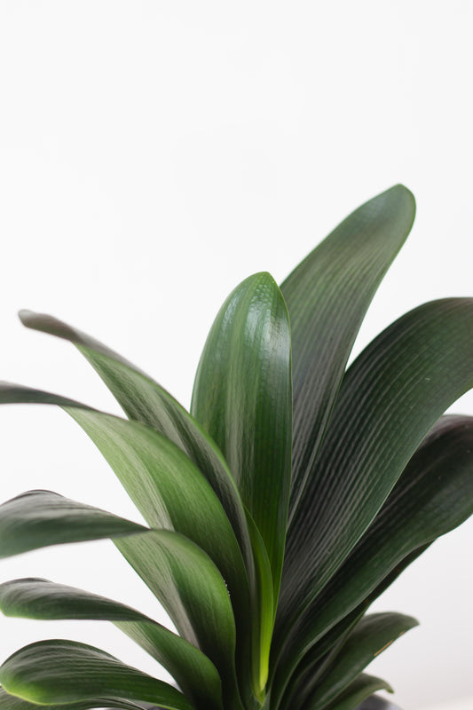 Clivia Lily