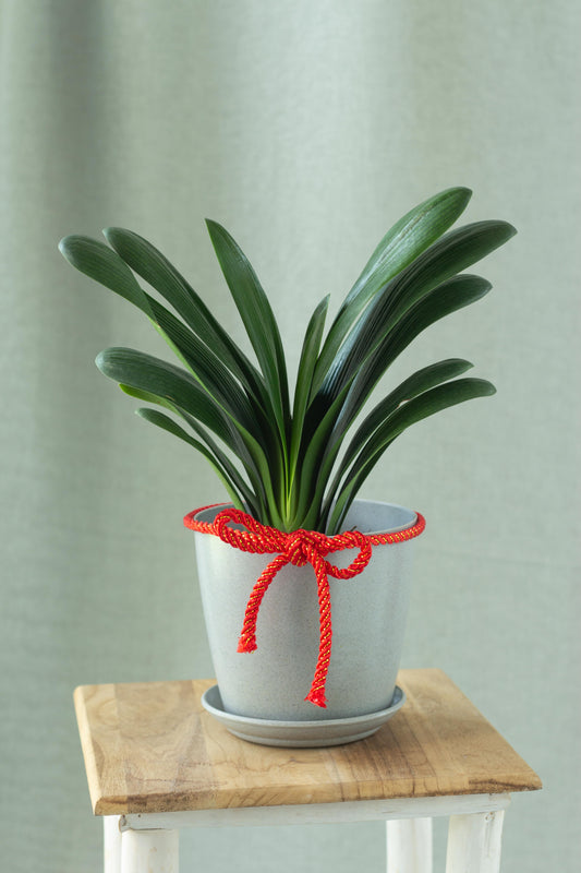 Clivia Lily