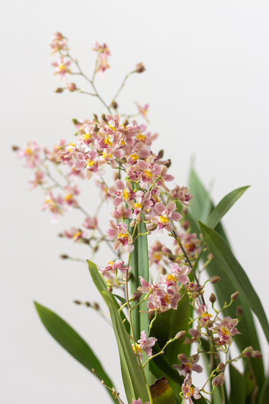 Oncidium Orchid