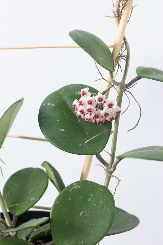 Hoya Obovata