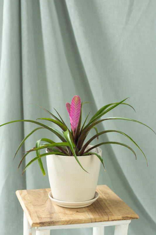 Tillandsia Cyanea